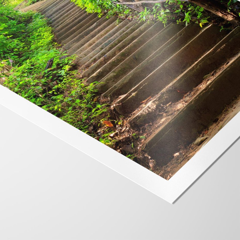 Plakat bez ramy 50x70 - Lasowa ścieżka pełna tajemnic - ścieżka, schody