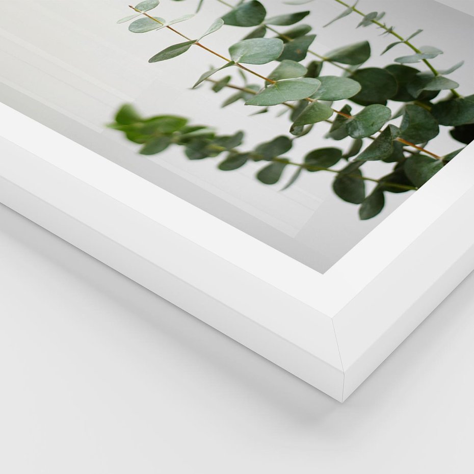 Plakat w ramie 30x40 - Żywa eukaliptusowa zieleń - eukaliptus, zielone - rama biała