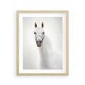 Plakat w ramie 40x50 - Elegancja białego konia - biały, koń - rama drewno