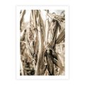 Plakat bez ramy 21x30 - Retro Pole Kukurydzy - retro zdjęcie, sepia