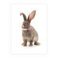 Plakat bez ramy 21x30 - Delikatna Zwierzęca Uroda - królik, zwierzę