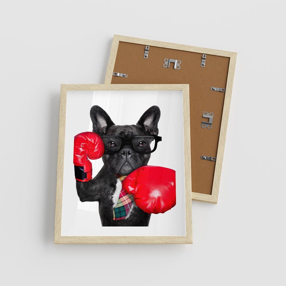 Plakat w ramie 40x50 - Boksujący mops - pies - boks, mops - rama drewno