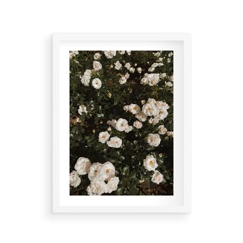 Plakat w ramie 30x40 - Czyste Piękno - białe kwiaty, białe róże - rama biała