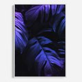 Obraz w ramie 80x120 - Mroczna Magia Dżungli - mroczna grafika, fioletowe liście monstery na czarnym tle - rama biała