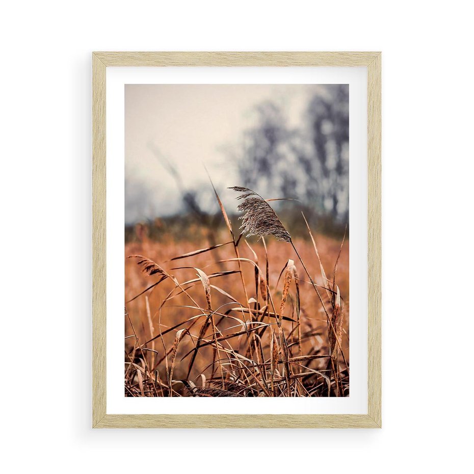 Plakat w ramie 50x70 - Jesienna Melancholia - suche trawy, jesień - rama drewno