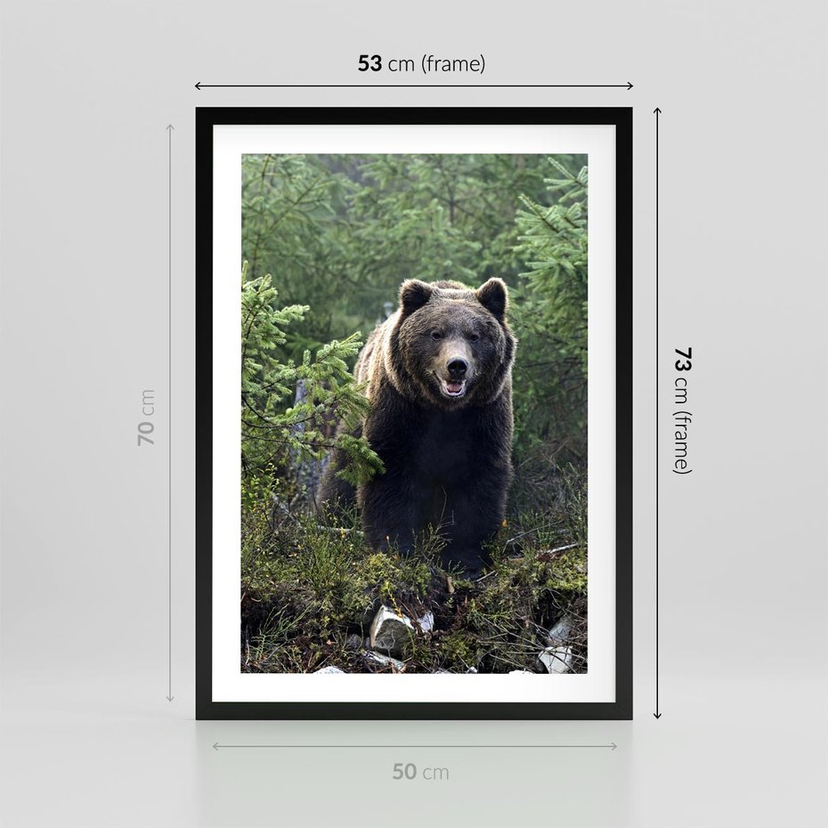 Plakat w ramie 50x70 - Spotkanie z Niedźwiedziem w Lesie - niedźwiedź, las - rama czarna