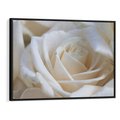 Obraz w ramie 70x50 - Białe róże piękności - białe, róże - rama czarna