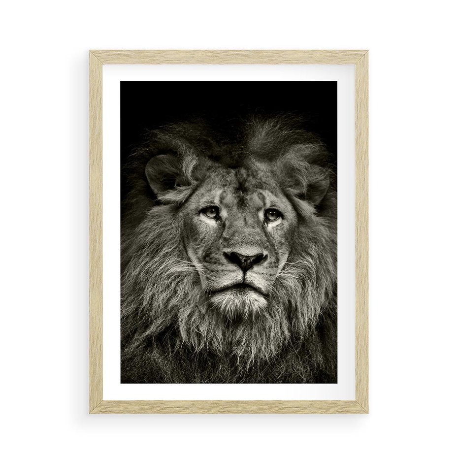 Plakat w ramie 50x70 - Moc lewego spojrzenia - lew, czarno - rama drewno