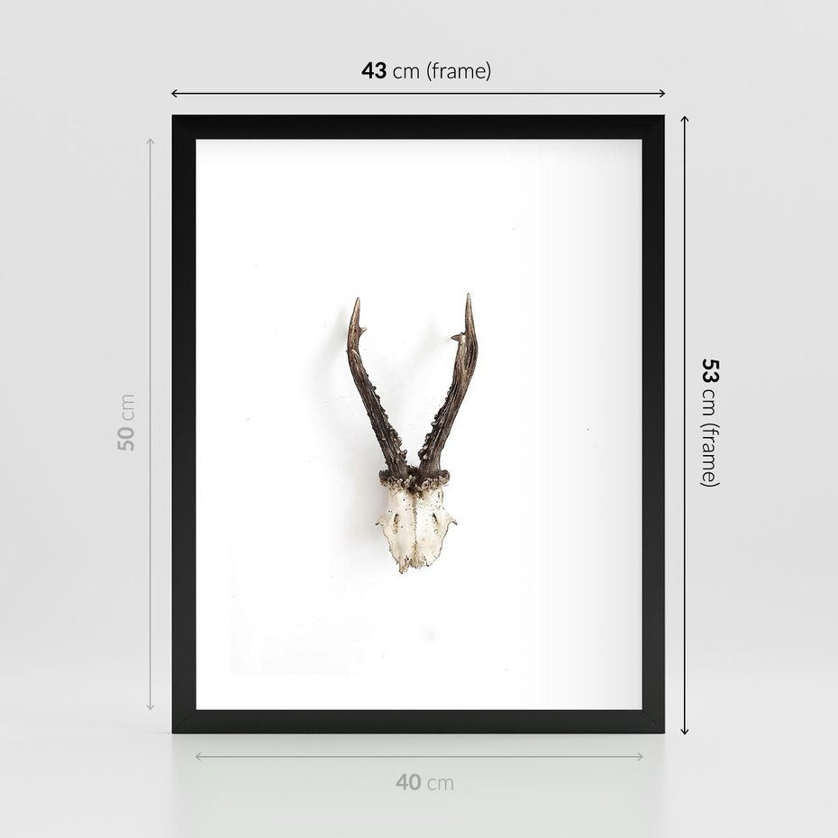 Plakat w ramie 40x50 - Minimalistyczne Poroże Jelenia - poroże jelenia na ścianie, minimalizm - rama czarna