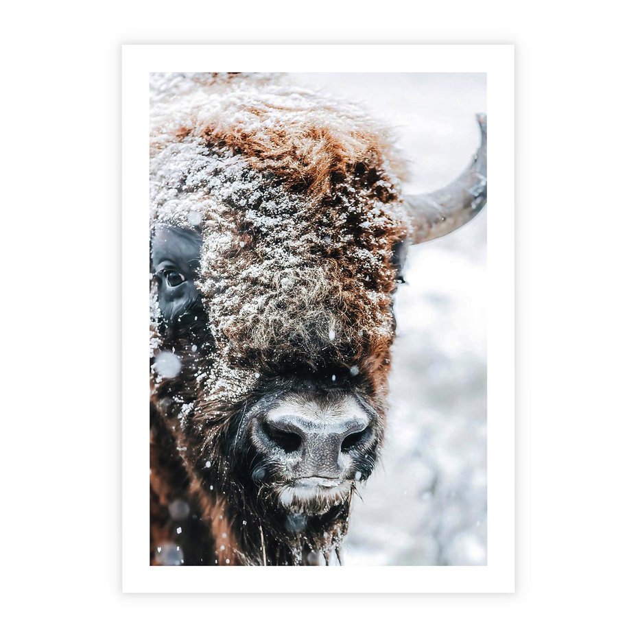 Plakat bez ramy 30x40 - Żubr w Krainie Śniegu - żubr, zima