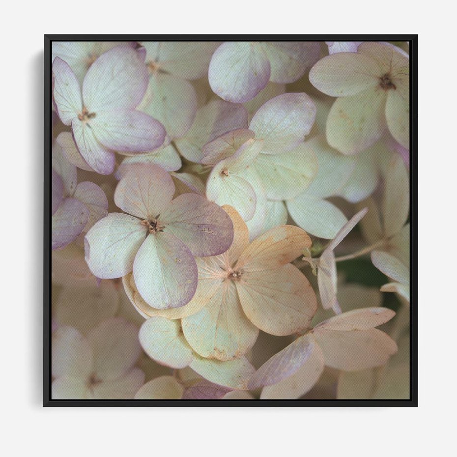 Obraz w ramie 50x50 - Kwiatowy taniec - kwiaty, hortensje - rama czarna
