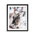 Plakat w ramie 40x50 - Renifer w Zimowej Krainie - renifer, zima - rama czarna