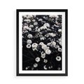 Plakat w ramie 50x70 - Białe Kwiaty na Kwitnącym Krzewie - białe kwiaty, kwitnący krzew - rama czarna