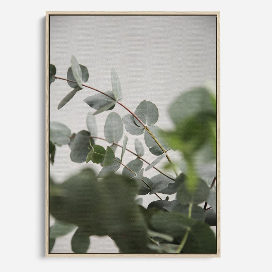 Obraz w ramie 70x100 - Liście eukaliptusa w naturze - eukaliptus, liście - rama drewno