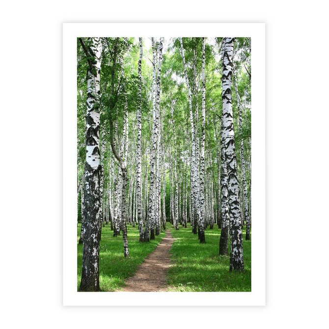 Plakat bez ramy 21x30 - Magia lasu pełnego brzóz - las, brzozy