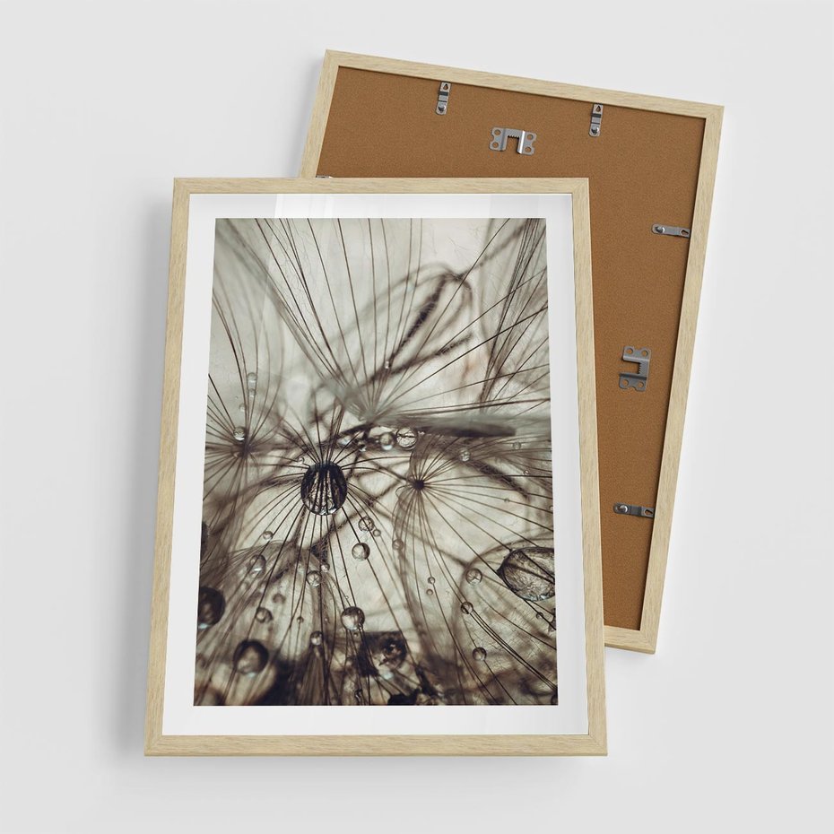 Plakat w ramie 50x70 - Lekkie dmuchawce - dmuchawce, krople - rama drewno