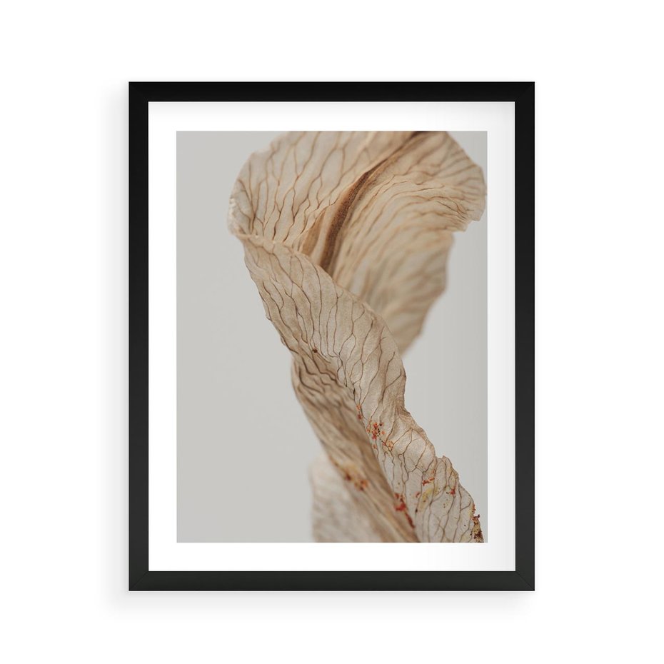 Plakat w ramie 40x50 - Suszone piękno - susz, suche - rama czarna