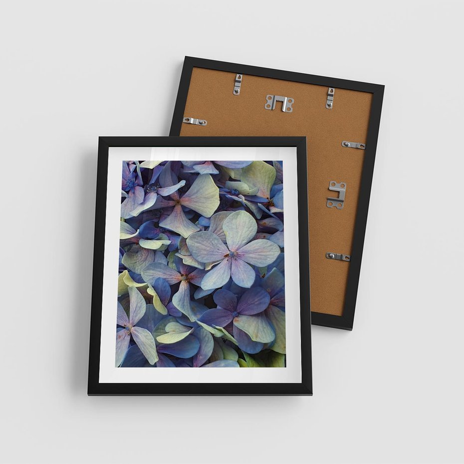 Plakat w ramie 40x50 - Hortensja - delikatność kwiatów - hortensja, kwiaty - rama czarna
