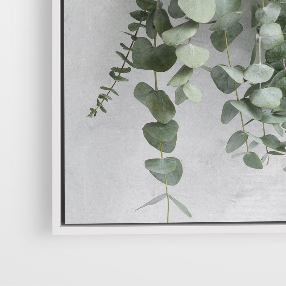 Obraz w ramie 50x50 - Uwodzicielska zieleń eukaliptusa - eukaliptus, zielone - rama biała