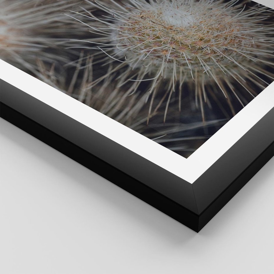 Plakat w ramie 40x50 - Ulotna Piękność Natury - makro, dmuchawce - rama czarna