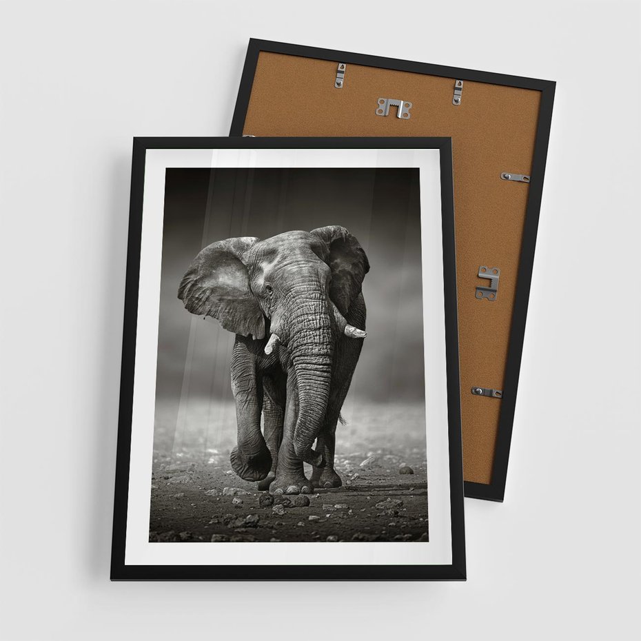 Plakat w ramie 50x70 - Majestatyczny słoń Afryki - słoń, Afryka - rama czarna