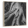 Obraz w ramie 50x50 - Siła Natury - czarno biała fotografia, korzenie wielkiego drzewa - rama drewno