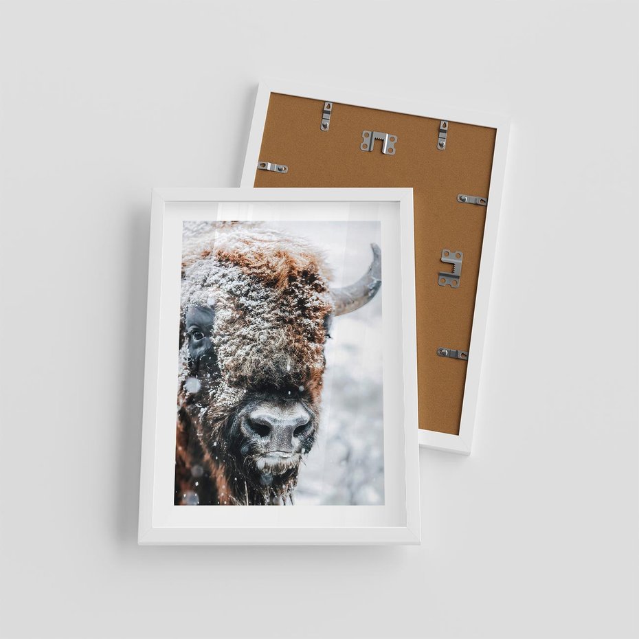 Plakat w ramie 30x40 - Żubr w Krainie Śniegu - żubr, zima - rama biała