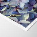 Plakat bez ramy 21x30 - Hortensja - delikatność kwiatów - hortensja, kwiaty