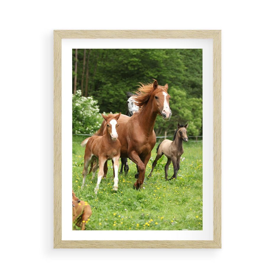 Plakat w ramie 50x70 - Galopujące konie - konie, galop - rama drewno