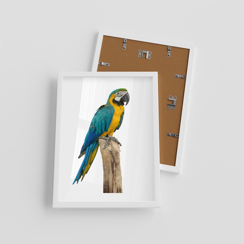Plakat w ramie 30x40 - Kolorowa papuga w locie - papuga, ptak - rama biała