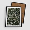 Plakat w ramie 50x70 - Stokrotkowa Idylla na Łące - łąka, stokrotki - rama czarna