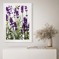 Plakat w ramie 50x70 - Fioletowa harmonia lawendy - lawenda, fiolet - rama biała