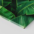 Obraz na płótnie 70x70 - Zaklęta roślinna ekspresja - liście bananowca, gęsto ułożone