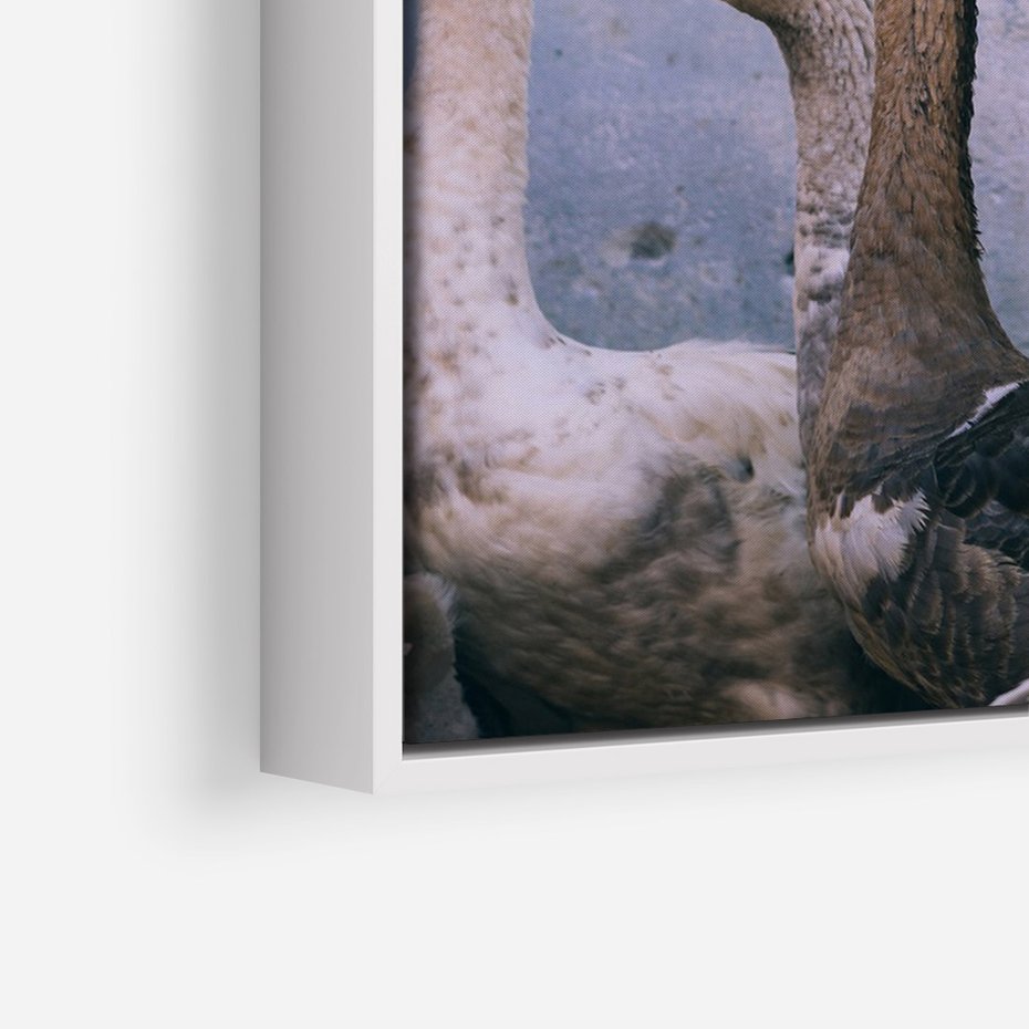 Obraz w ramie 80x120 - Spotkanie Wśród Piór - uchwycony moment, fotografia - rama biała