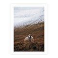 Plakat bez ramy 30x40 - Owiecka panorama - góry, owca