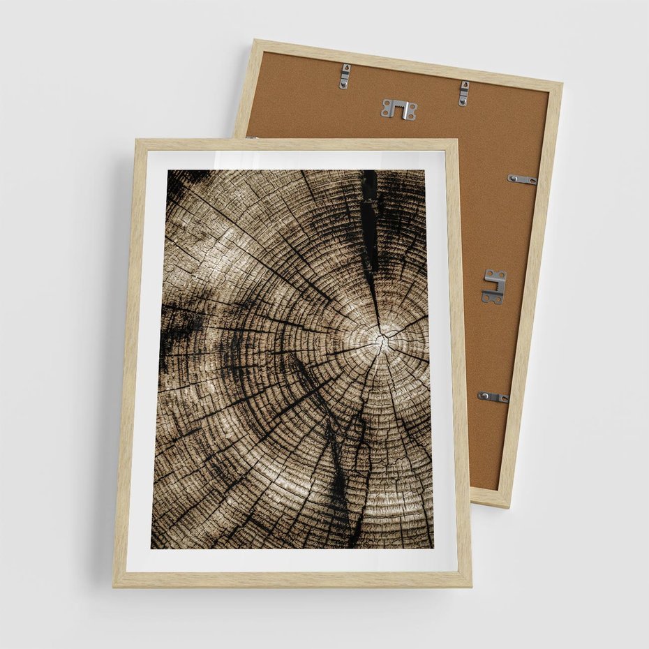 Plakat w ramie 50x70 - Natura Pod Lupą - pień drzewa, przekrój - rama drewno