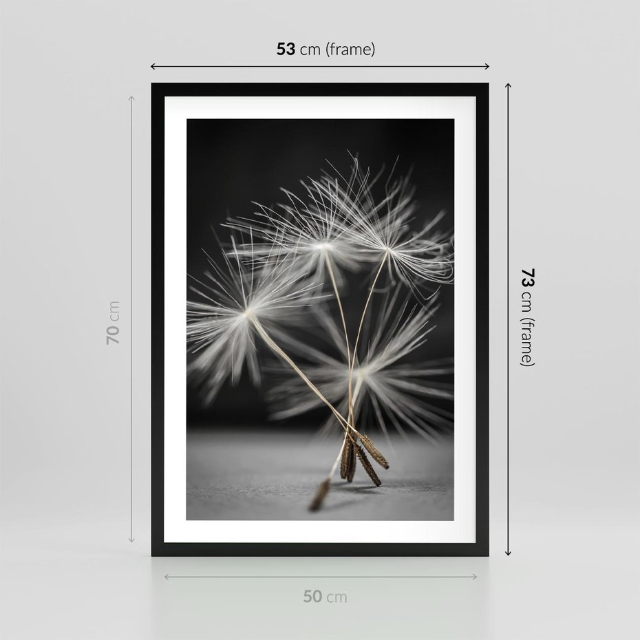 Plakat w ramie 50x70 - Delikatność dmuchawców zbliżenie - dmuchawce, zbliżenie - rama czarna