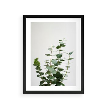 Plakat w ramie 30x40 - Żywa eukaliptusowa zieleń - eukaliptus, zielone - rama czarna