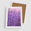 Plakat w ramie 50x70 - Fioletowa harmonia lawendy - lawenda, fiolet - rama biała
