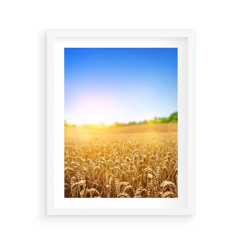 Plakat w ramie 40x50 - Żyzne Pola - pole, pszenicy - rama biała