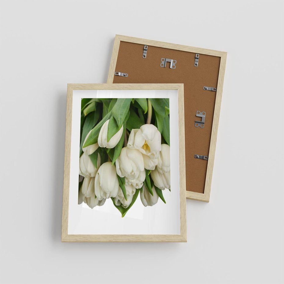 Plakat w ramie 30x40 - Białe tulipany w pełnym rozkwicie - białe, tulipany - rama drewno