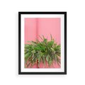 Plakat w ramie 30x40 - Fotografia Rośliny z Różowym Tłem - fotografia, zielona roślina na tle różwj ściany - rama czarna