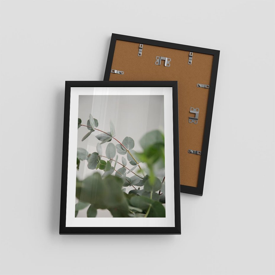 Plakat w ramie 30x40 - Liście eukaliptusa w naturze - eukaliptus, liście - rama czarna