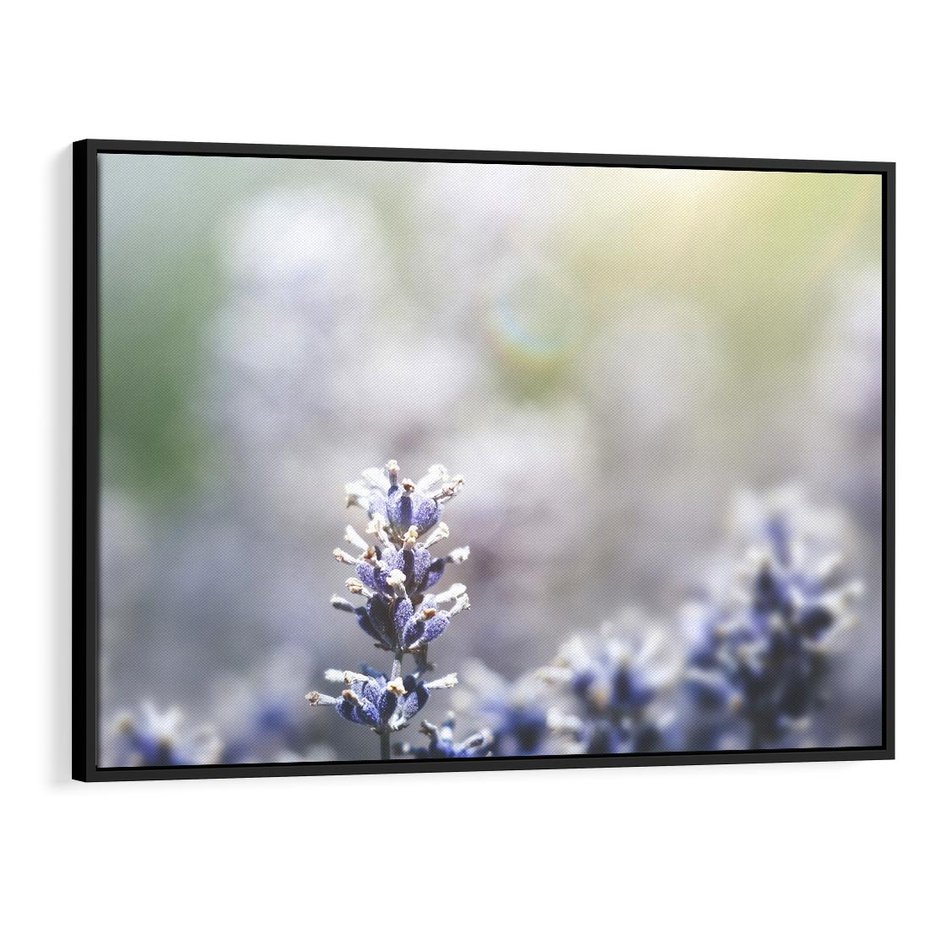 Obraz w ramie 100x70 - Delikatna Uroda Natury - wrzosy, fiolet - rama czarna