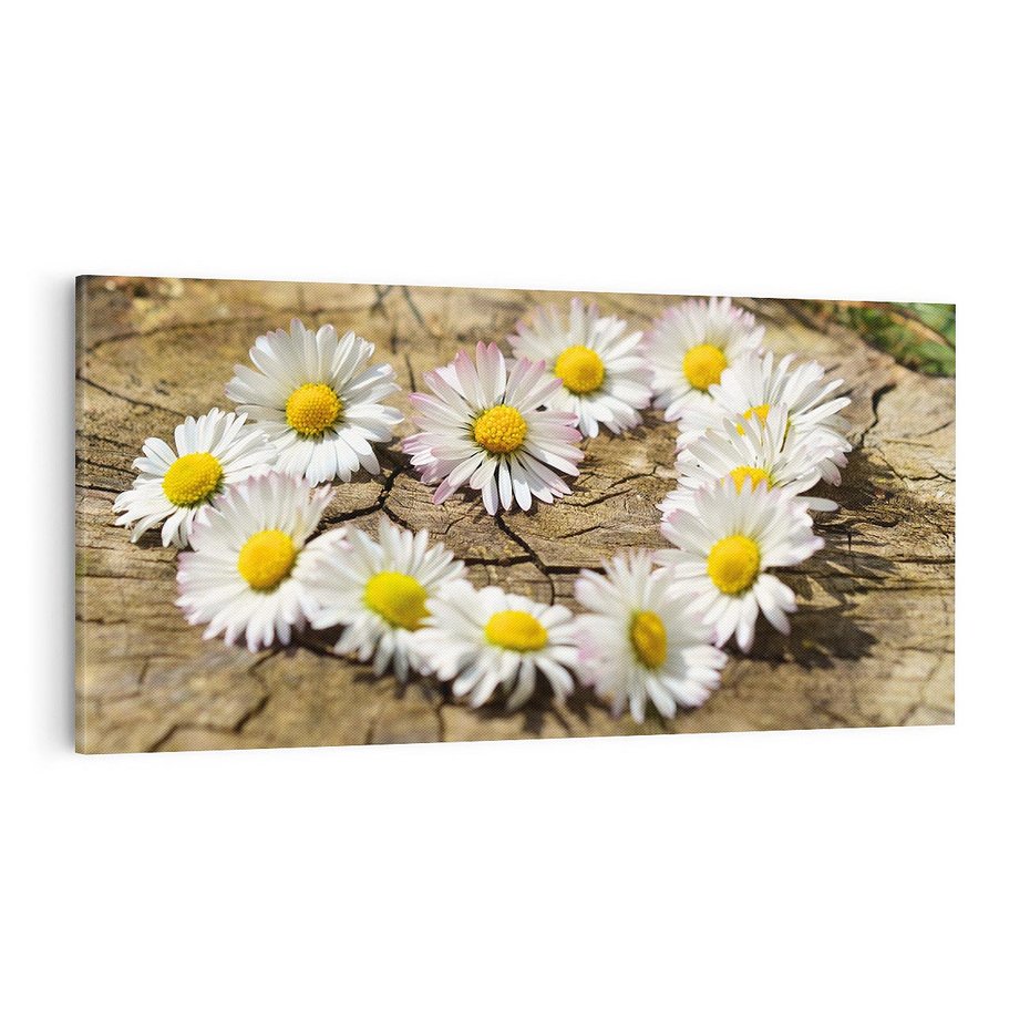Obraz na płótnie 100x50 - Stokrotki w naturalnym otoczeniu - stokrotki, natura