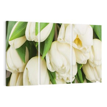 Obraz na płótnie 120x80 - Białe tulipany w pełnym rozkwicie - białe, tulipany