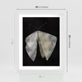 Plakat w ramie 40x50 - Obce Powidoki - abstrakcyjna ćma, mroczna atmosfera - rama biała