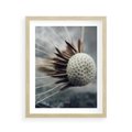 Plakat w ramie 40x50 - Makro Dmuchawiec - dmuchawiec, zbliżenie - rama drewno
