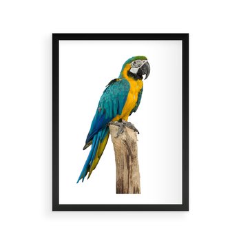 Plakat w ramie 30x40 - Kolorowa papuga w locie - papuga, ptak - rama czarna