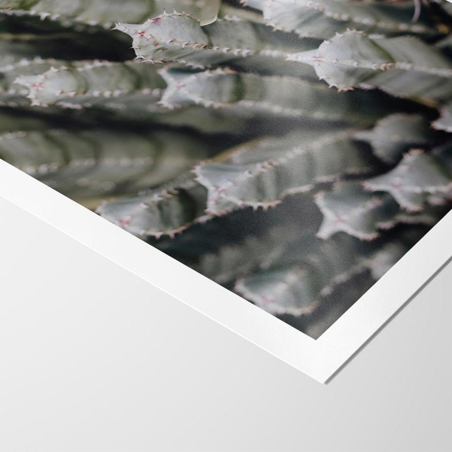 Plakat bez ramy 50x70 - Boho kaktusy na pustyni - kaktusy, pustynia